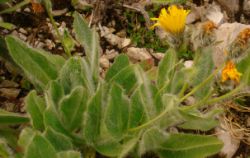 2013-08-18_Regina-F-Rau_Schachen_Blumen  (043).JPG